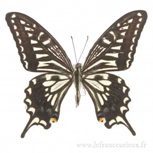 Papilio xuthus xuthus - A-