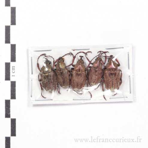 Philistina rhinophylla - lot de 5 - mâle - 16-19mm