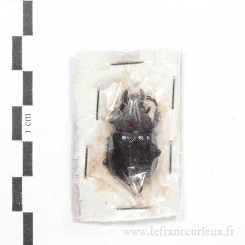 Aegopsis curvicornis - mâle - 26mm