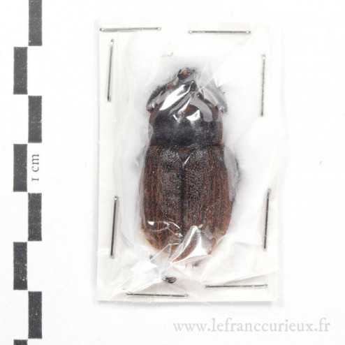Heterogomphus hirtus - mâle - 35-39mm