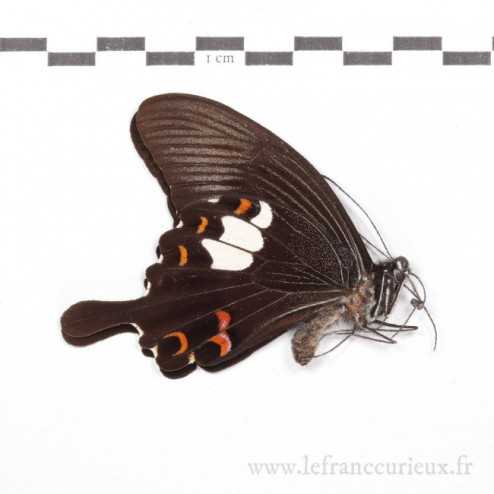 Papilio sataspes sataspes