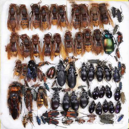 Couche de coléoptères et hyménoptères
