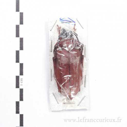 Dorysthenes granulosus - mâle - 51mm
