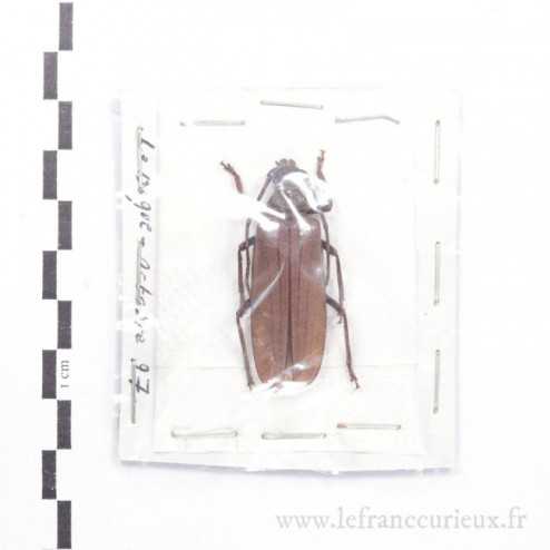 Aegosoma scabricorne - femelle - 45mm