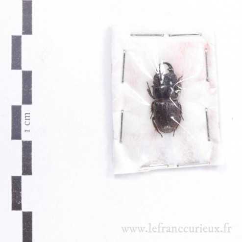 Aegus chelifer nitidius - mâle - 20mm