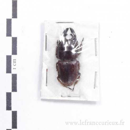 Aegus chelifer nitidius - mâle - 31mm