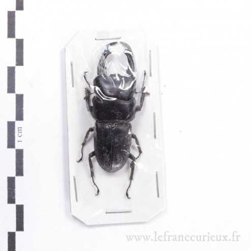 Serrognathus reichei hansteini - mâle - 47mm