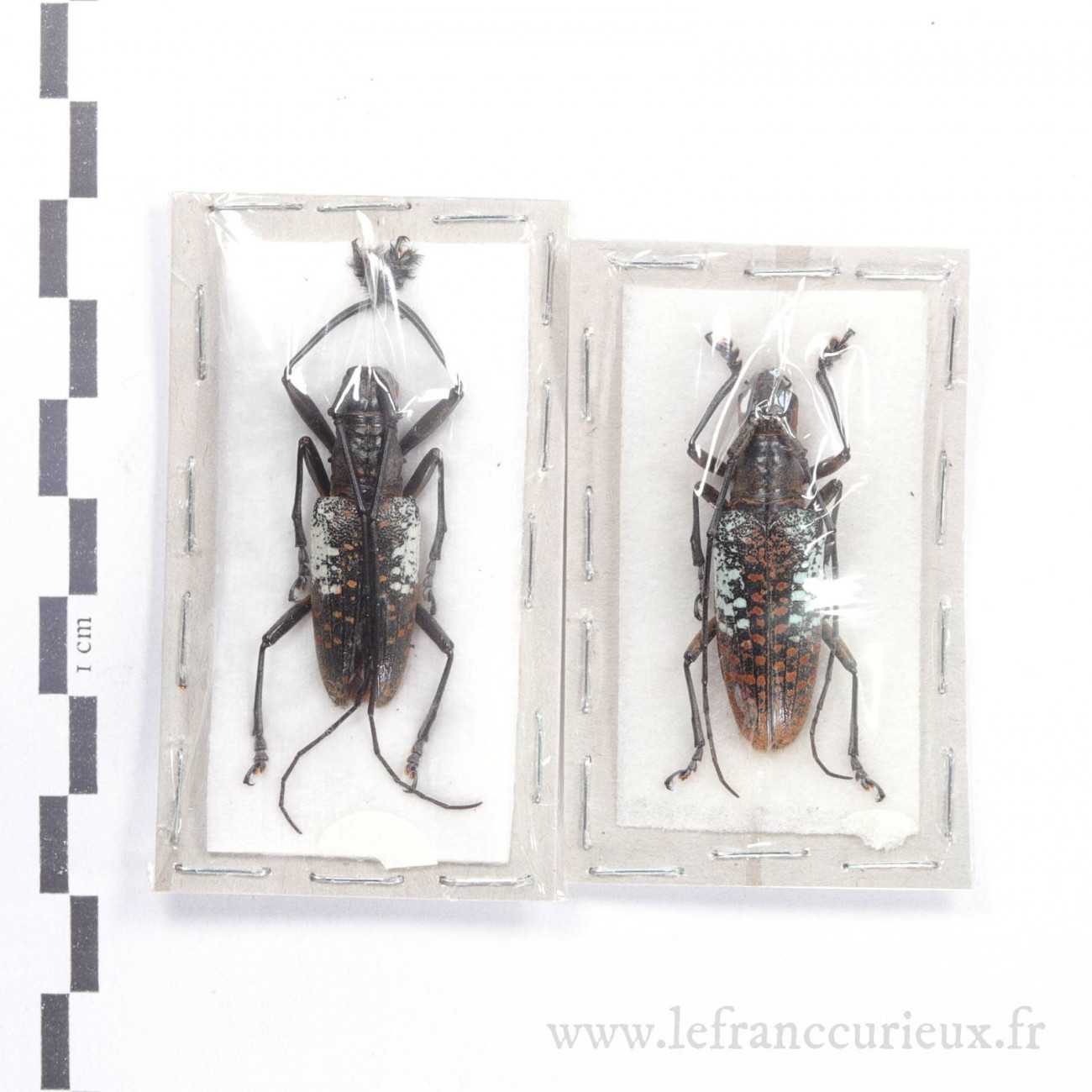 Pericycos sulawensis - couple - 33mm