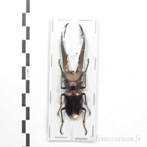 Cyclommatus metallifer finae - mâle - 65-69mm