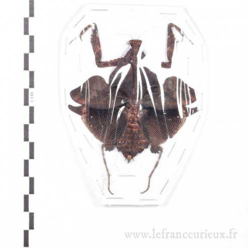 Deroplatys lobata - forme sombre - femelle