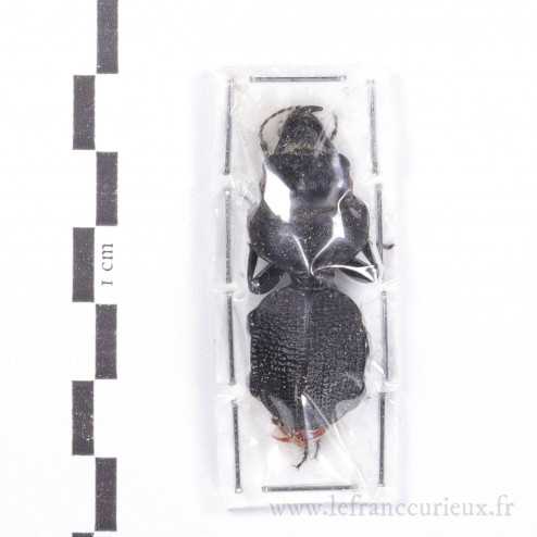 Crepidopterus decorsei - 40-44mm