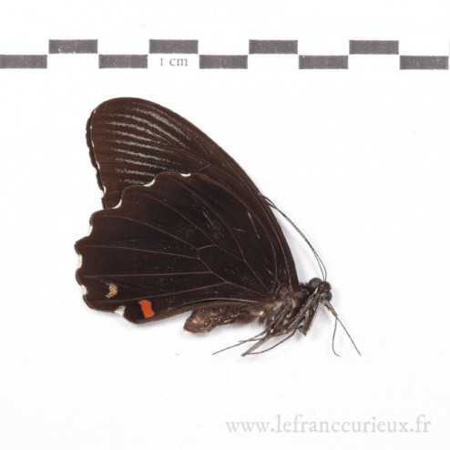 Papilio ambrax lutosa - mâle - A-